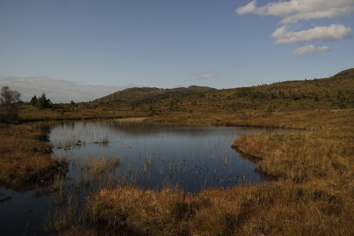 湖畔に湿地の草が植えられる9月の秋の季節