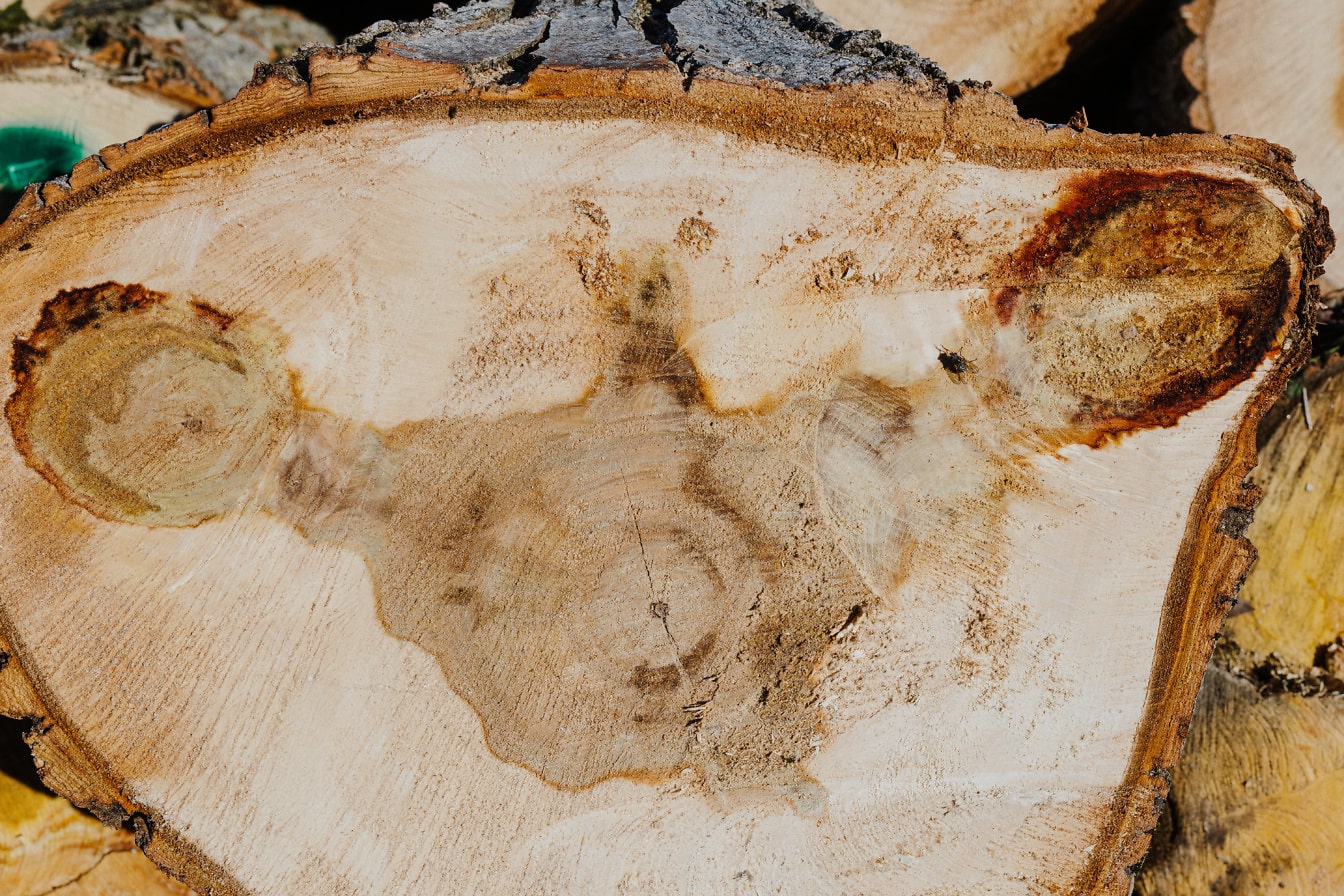 Presjek debla tvrdog drveta s teksturom čvora
