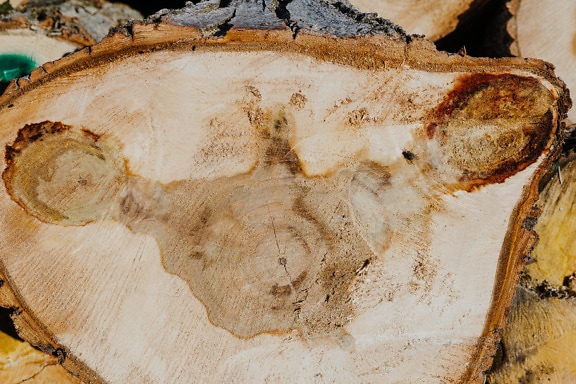 Querschnitt eines Hartholzbaumstammes mit Aststruktur