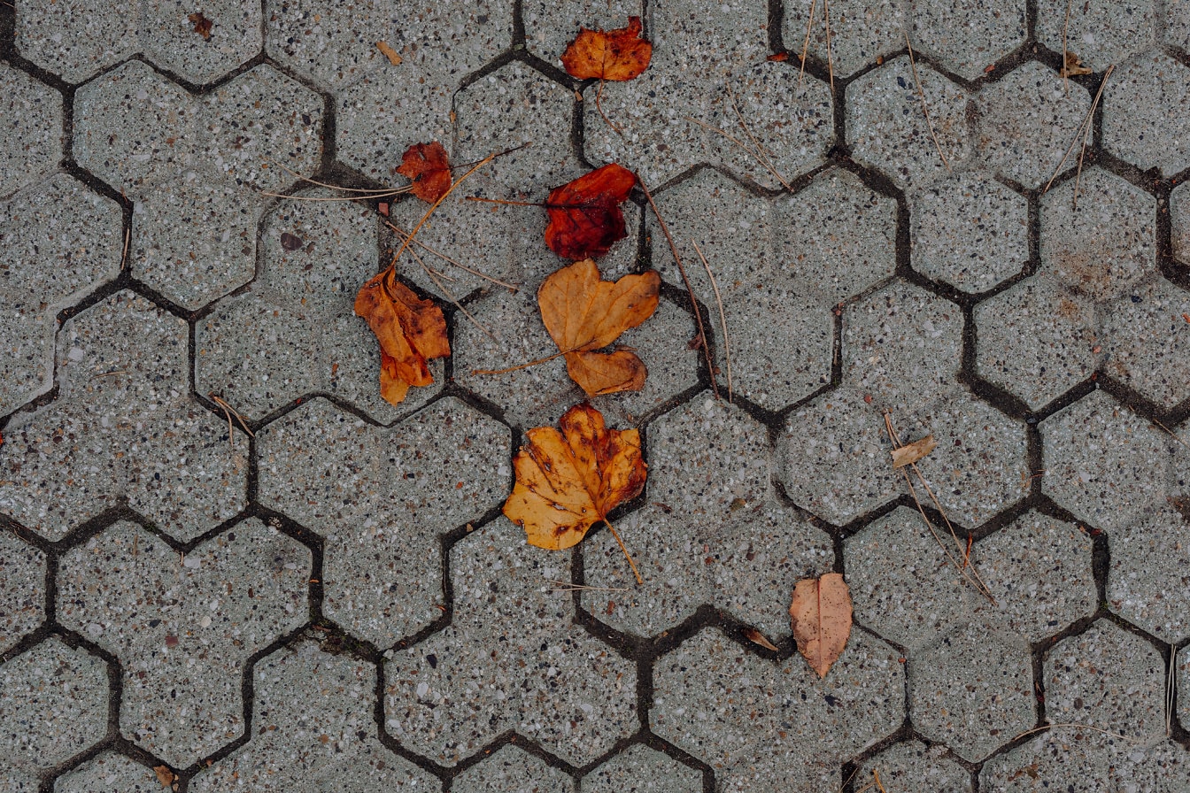 Orange yellow dry leaves on concrete pavement with geometric pattern