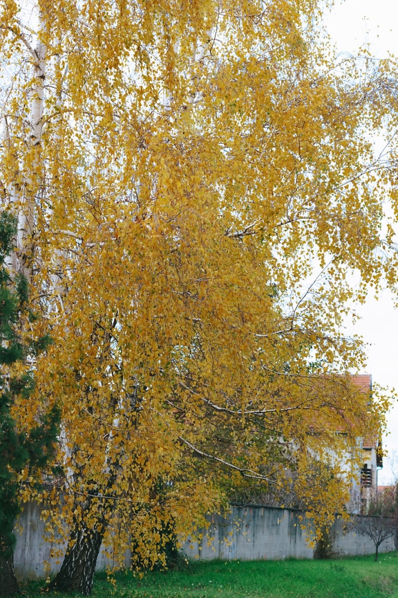 Yellowish brown leaves of big birch tree (Betula)
