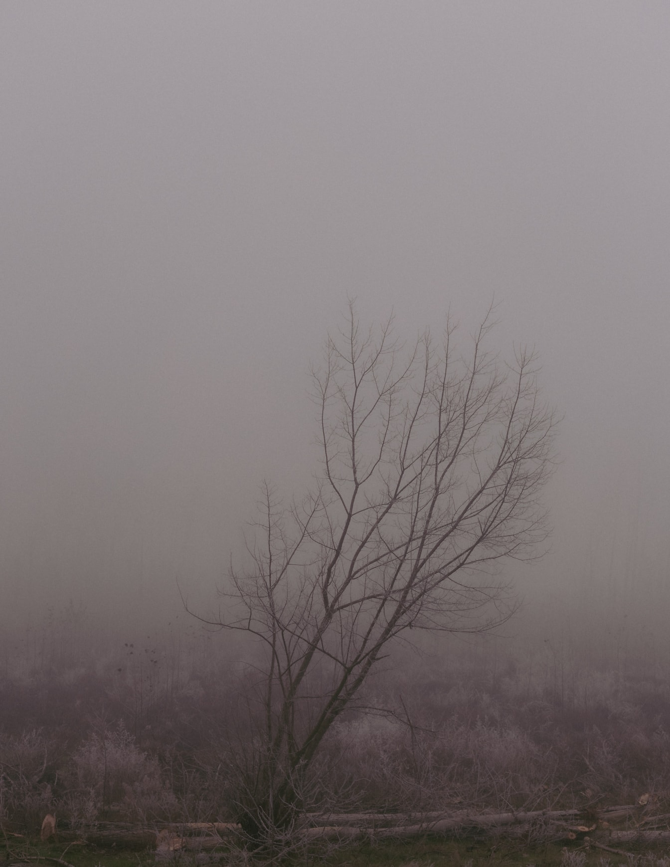 Ramuri înghețate de copac în ceață pitorească de toamnă