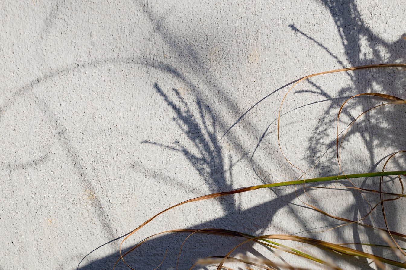 灰色の壁のクローズアップテックスチャーに草植物のシルエットシャドウ