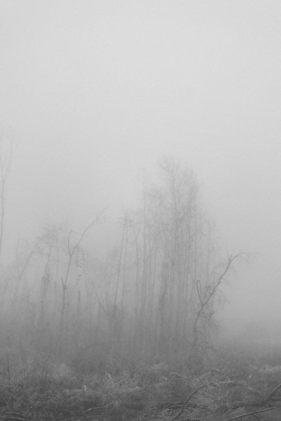 Monochrome photo of frosty branches and bushes in foggy forest