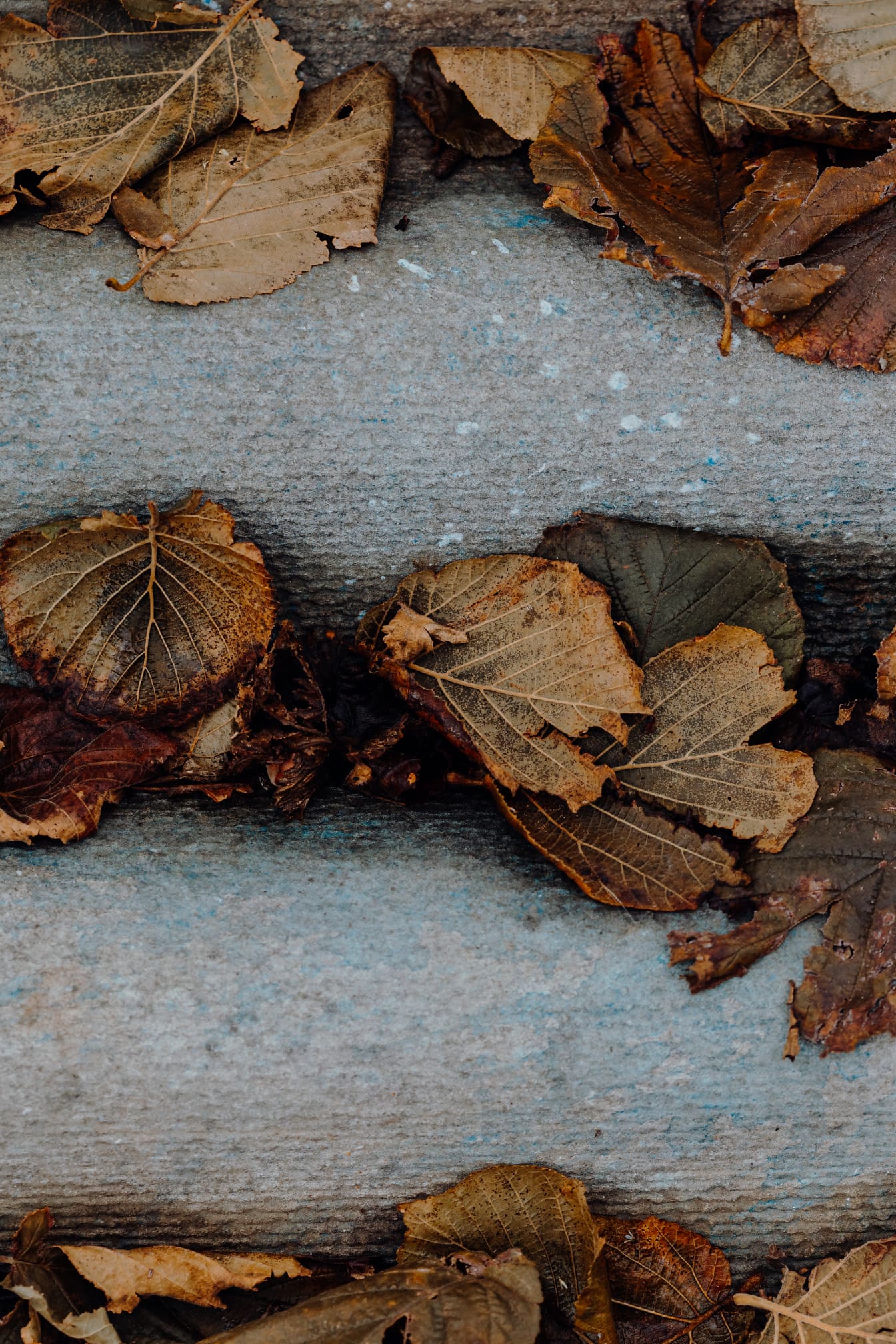 Сухи кафяви есенни листа върху бетонна снимка в близък план