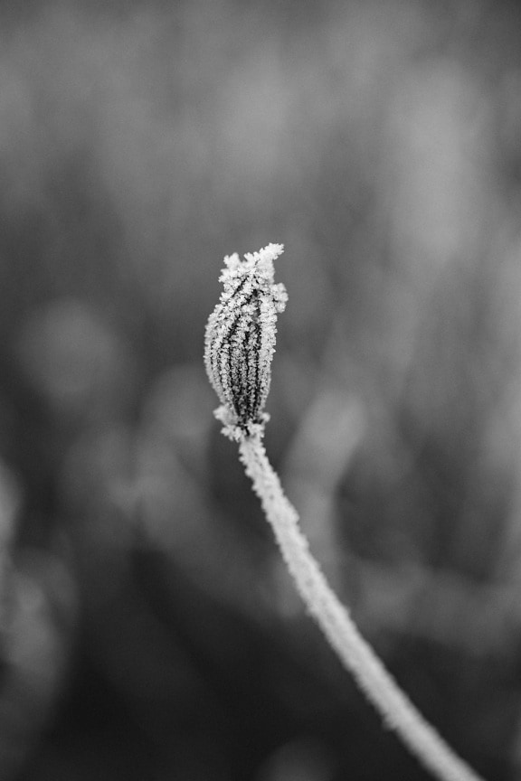 Frost on dandelion flower bud close-up monochrome photograph