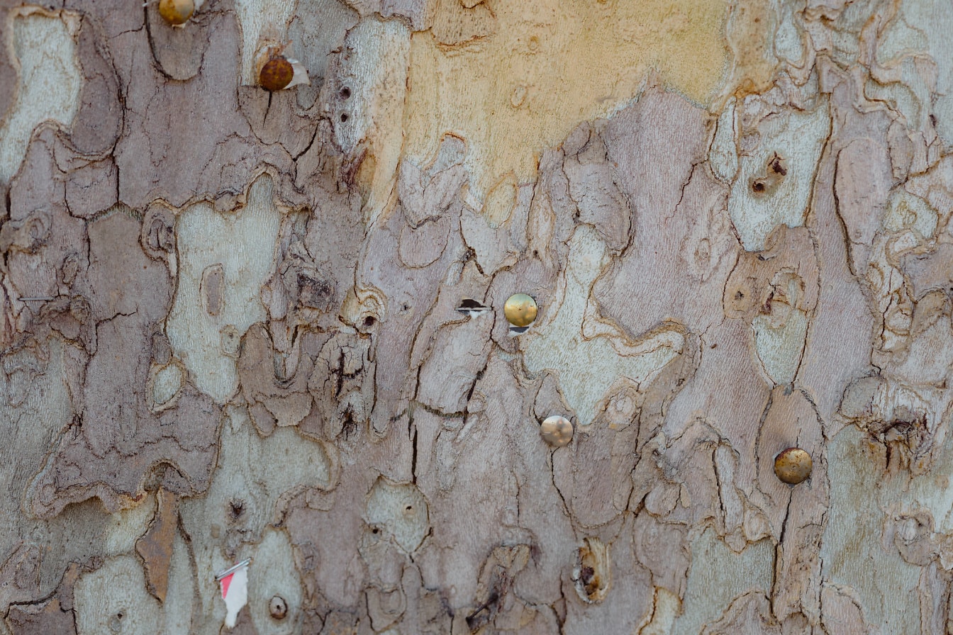 金属製の留め具を付けた木の幹の樹皮の写真