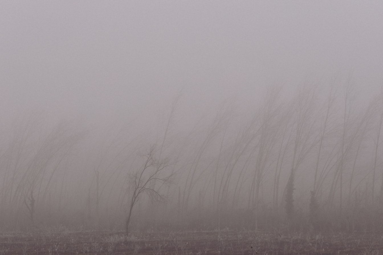 Silhouette d’arbres brumeux dans une forêt de peupliers
