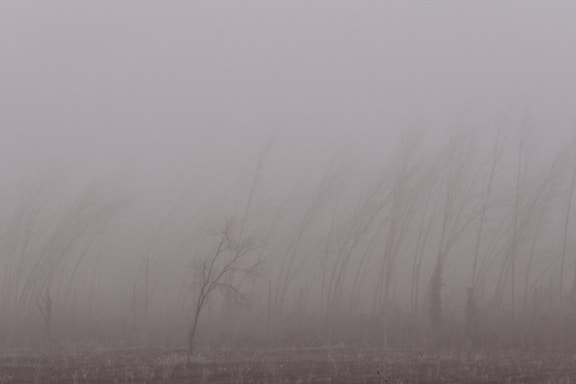 Ködös fák sziluettje nyárerdőben
