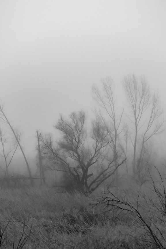 Monochrome photograph of foggy forest with frosty branches