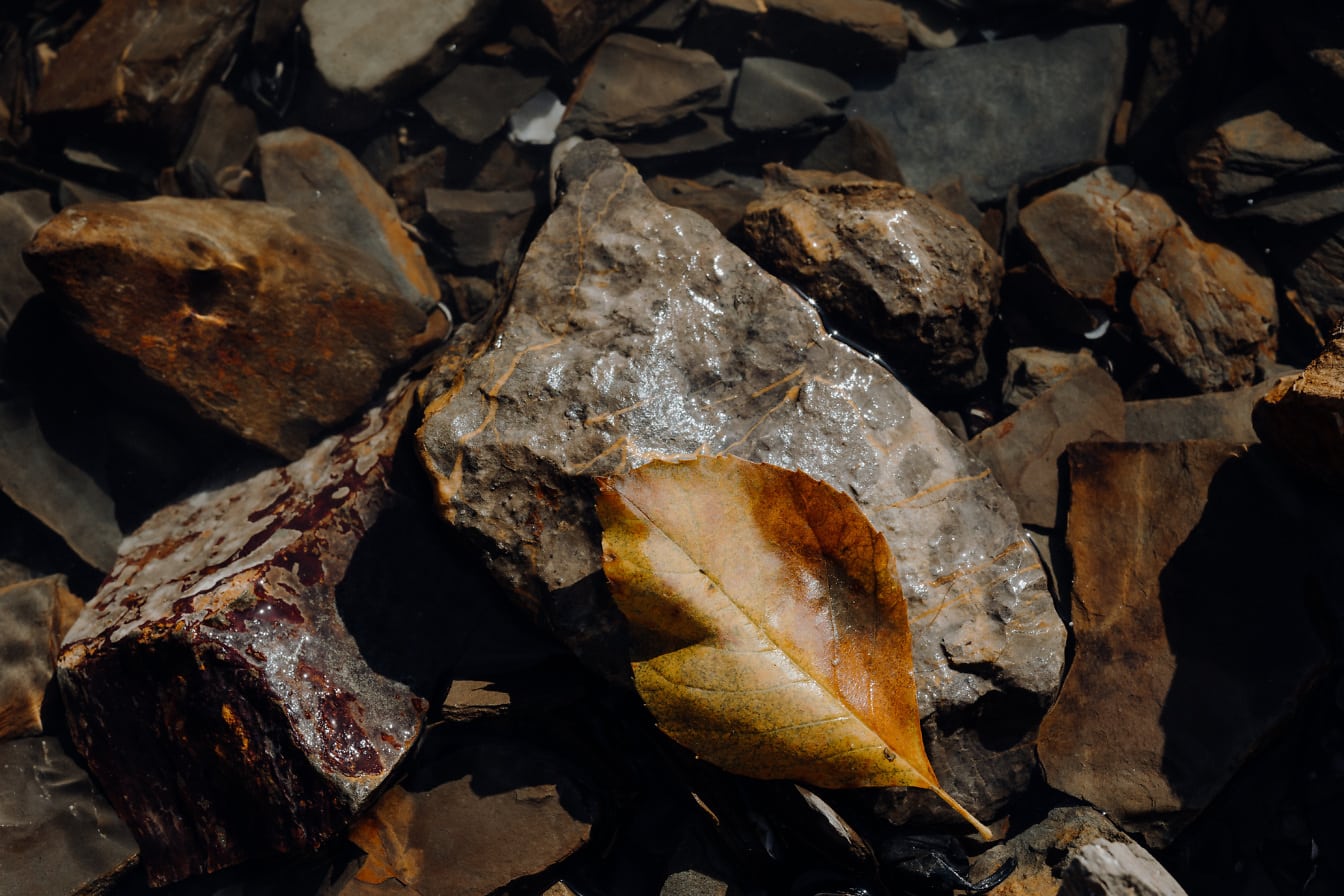 乾燥した黄色がかった葉のクローズアップ写真と湿った茶色の花崗岩の岩