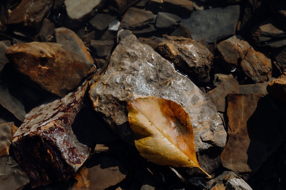젖은 갈색 화강암 바위와 건조한 노란 잎 클로즈업 사진