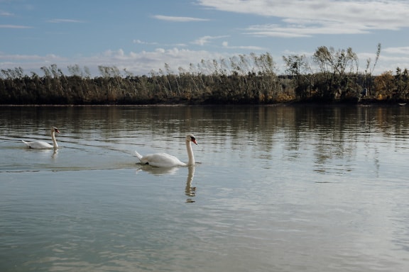 Två vita svanfåglar som simmar på Donau flod på solig dag
