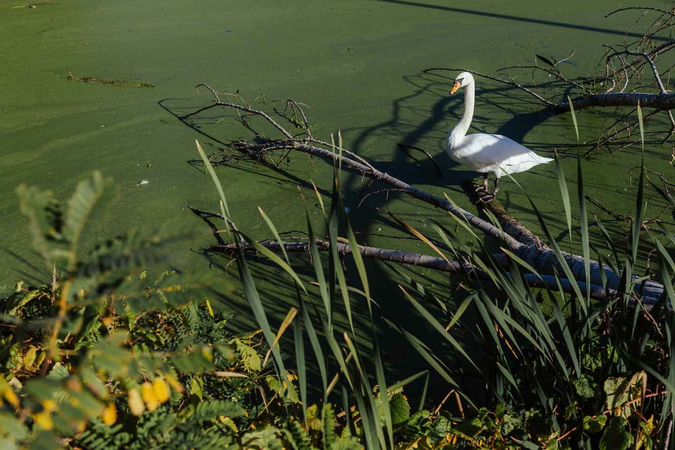 Bijeli labud (Cygnus olor) u močvari s tamnozelenim vodenim biljkama
