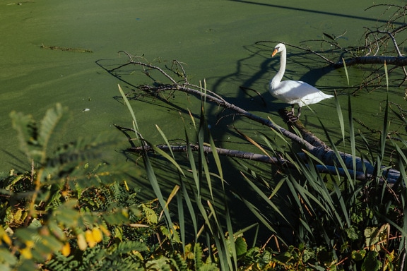 Cisne blanco (Cygnus olor) en pantano con plantas acuáticas de color verde oscuro