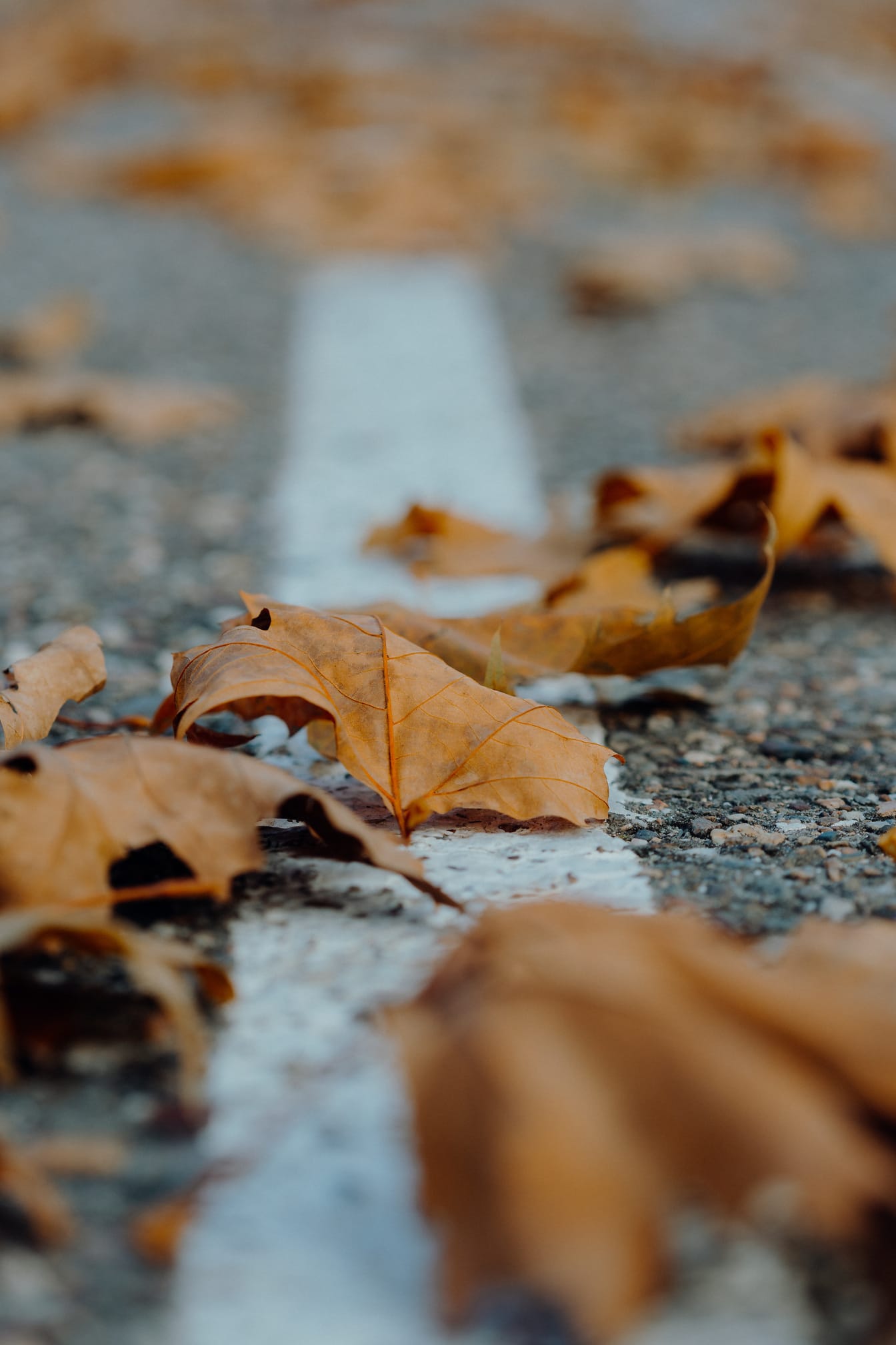 Žltohnedé javorové listy na betónovom asfalte detailná fotografia
