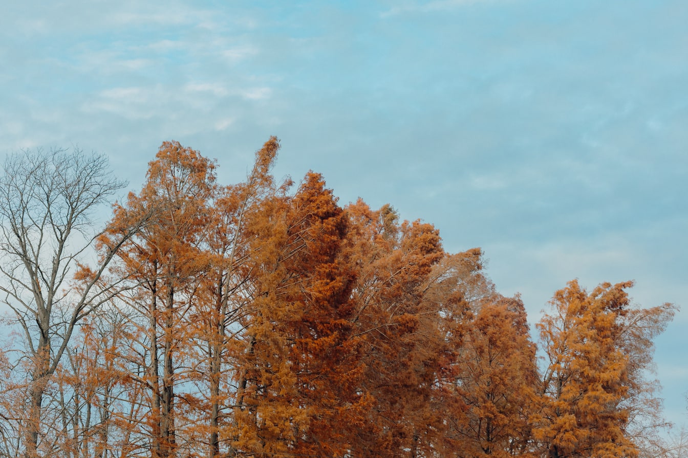 Oranžovo žlté stromy s modrým pozadím oblohy v jesennej sezóne