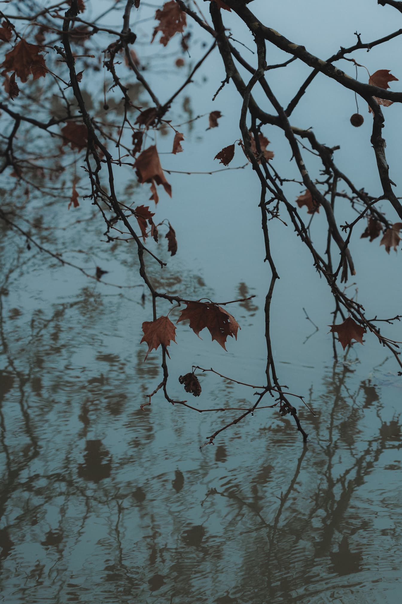 Dry yellowish brown leaves on branches with water reflection