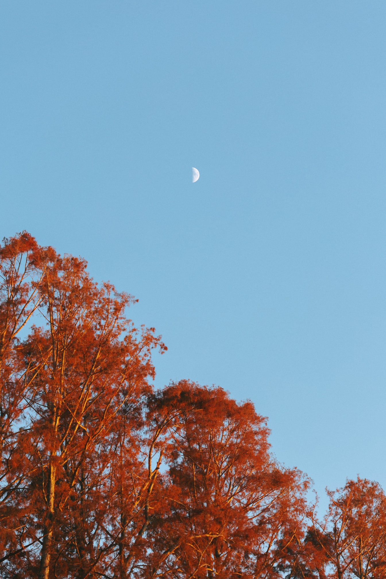 Orange gule blade på træer med lyseblå himmel med måneformørkelse