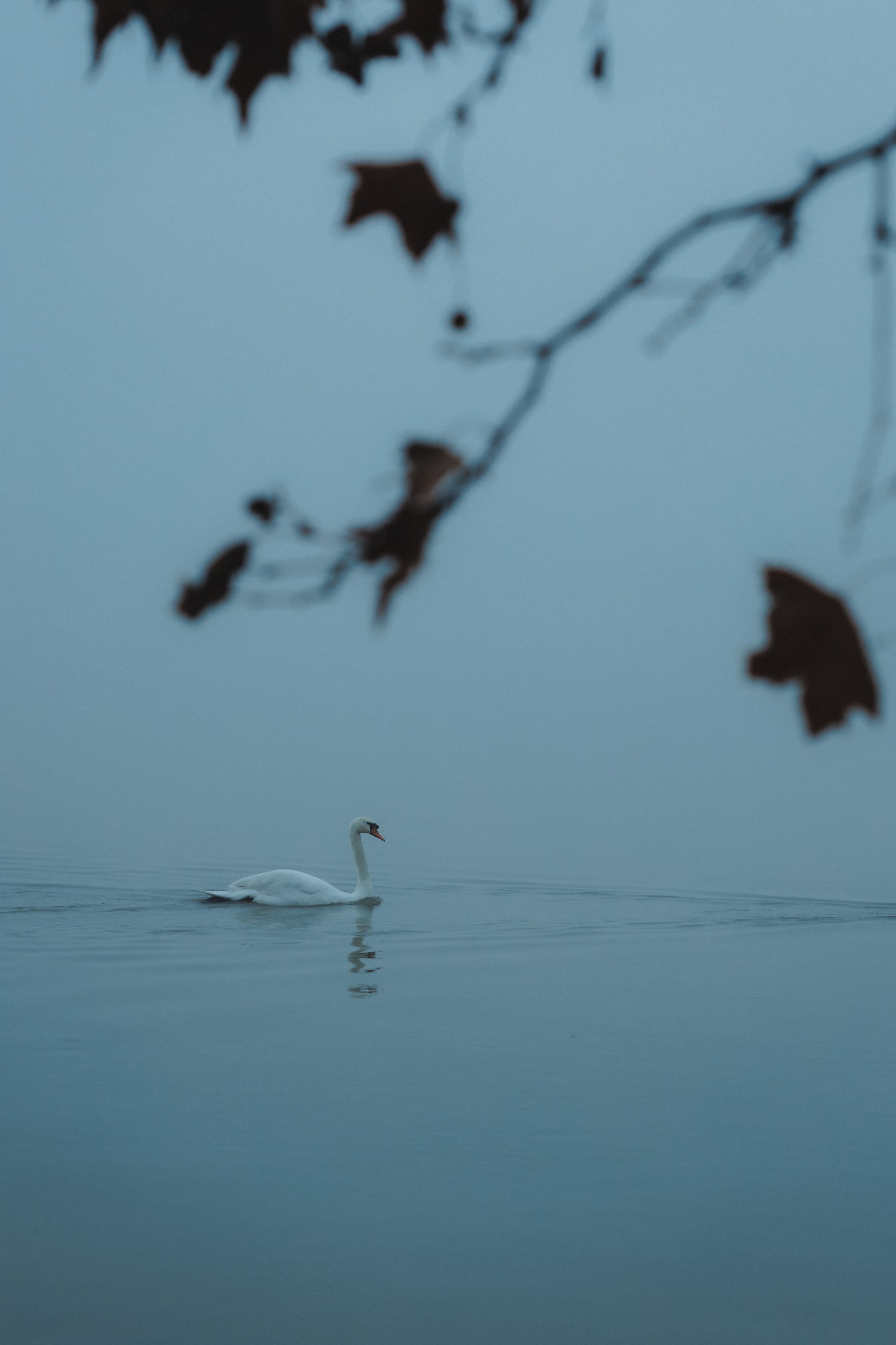 Бял ням лебед (Cygnus olor) плуване по вода в мъглив ден