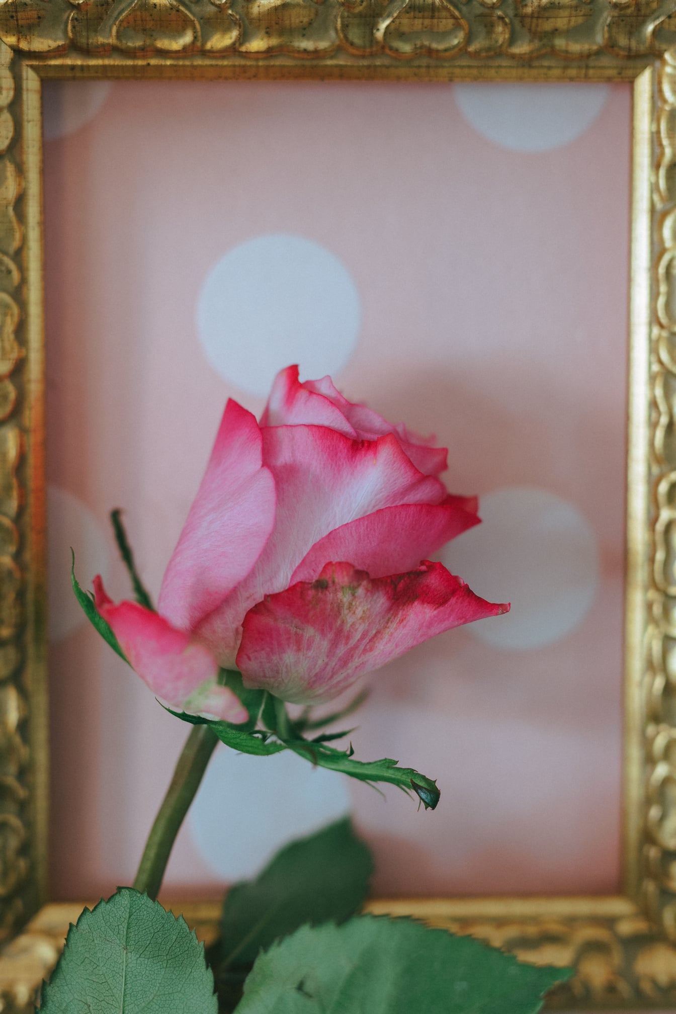 背景として金色の木枠とピンクがかったバラのつぼみの写真