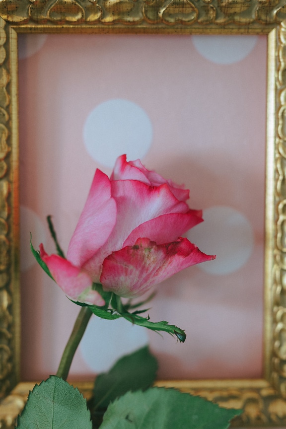 Fotografie růžového poupátka růže se zlatým dřevěným rámem jako pozadím