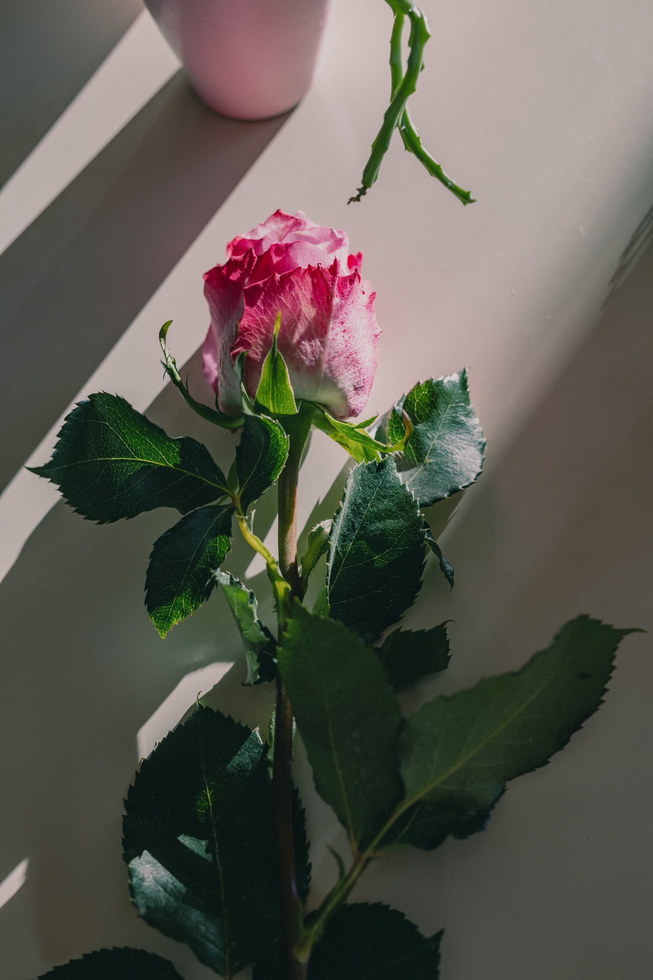 Różowawy pączek róży w cieniu na beżowym stole zdjęcie z bliska