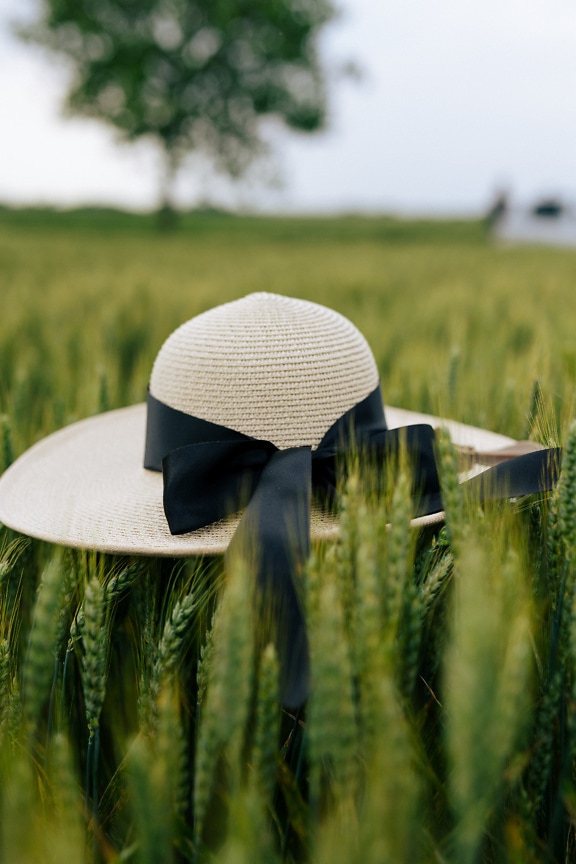Mũ rơm trắng lạ mắt với dải ruy băng đen trên đầu lúa mì trên cánh đồng lúa mì