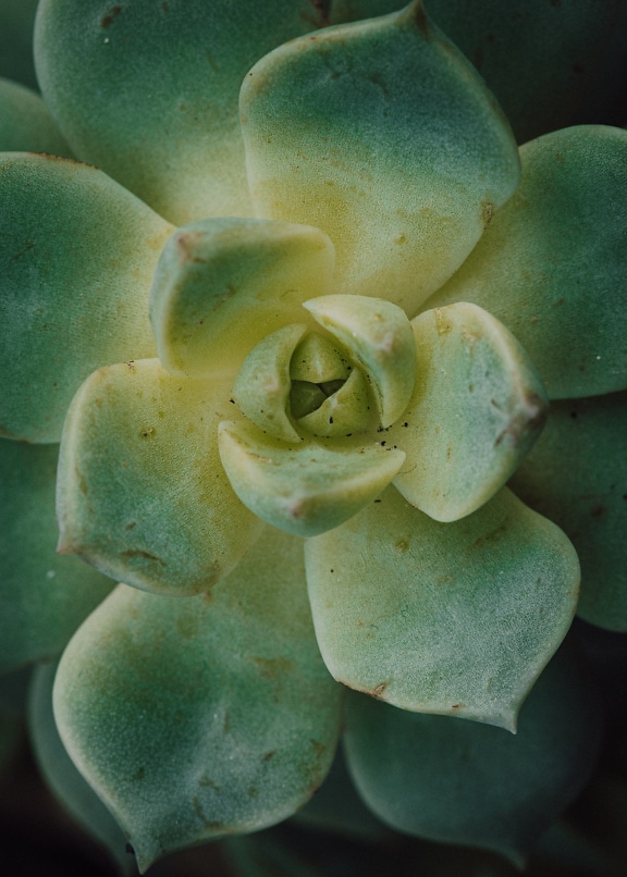 Foto de primer plano de planta suculenta con hojas de color verde oscuro (Echeveria)