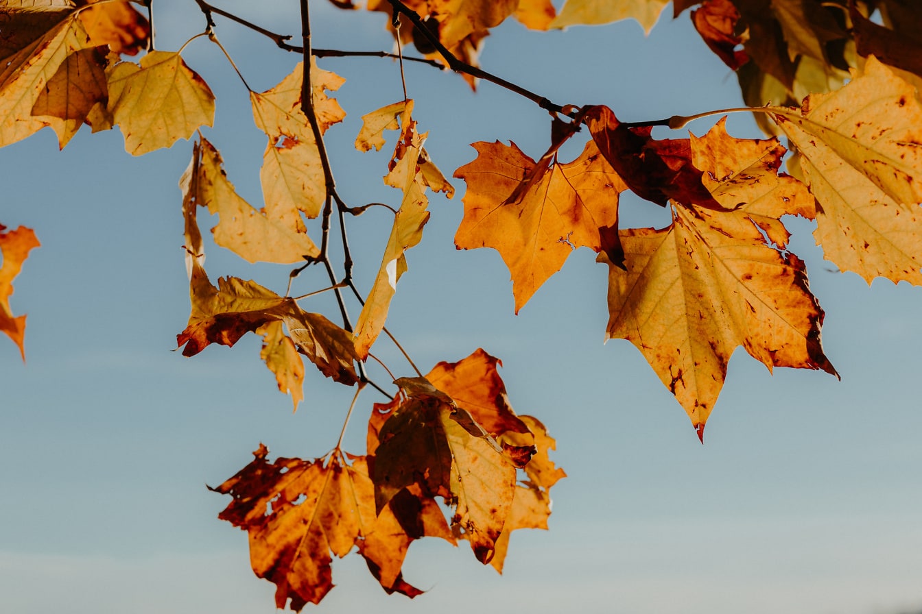 Des feuilles d’automne sèches brunes semi-transparentes pendent sur les branches