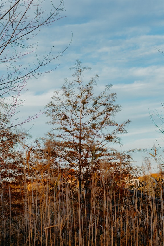 Droog rietgras in vooraan en oranje gele boom op achtergrond bij de herfstseizoen