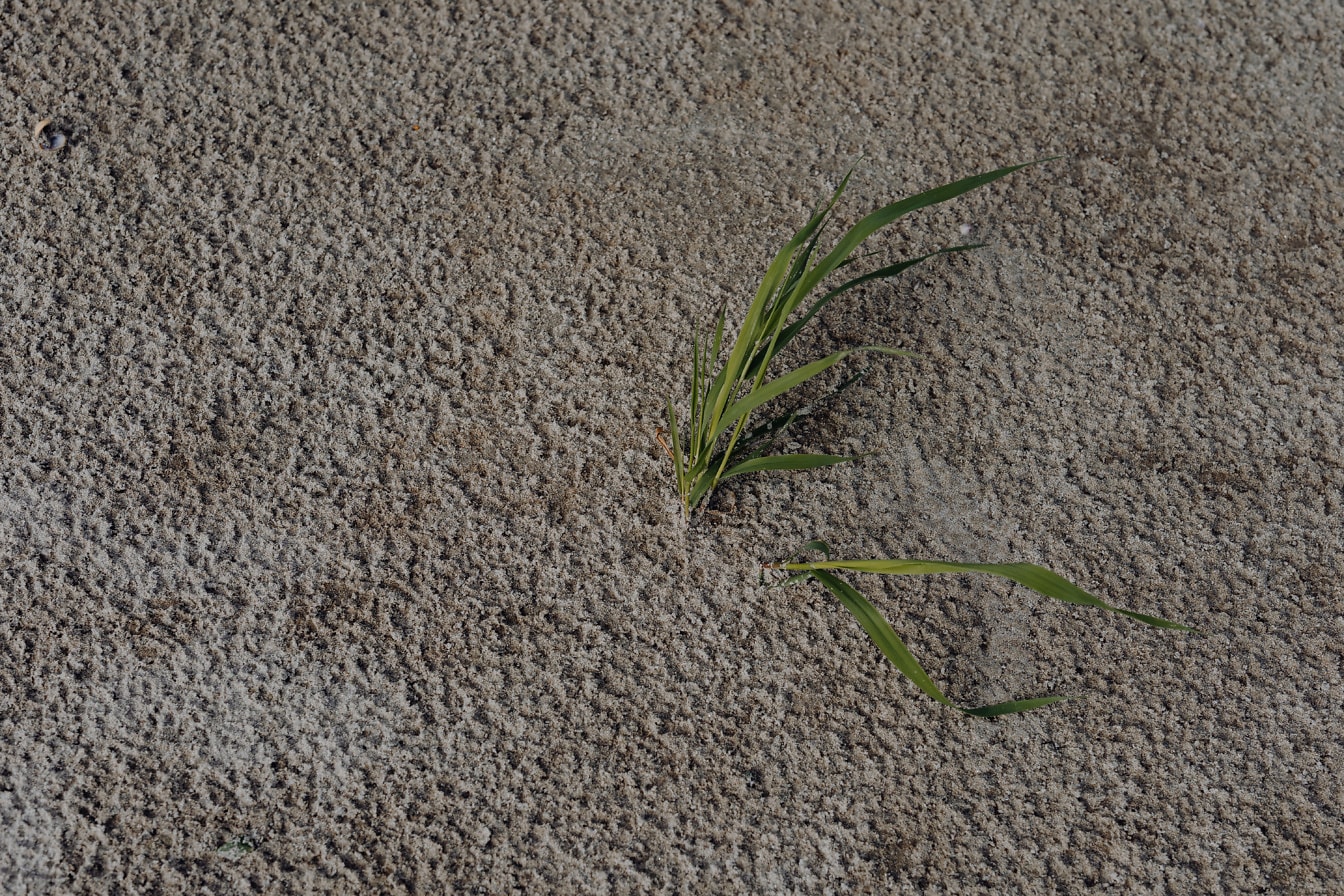 Green leaves of grass sapling on wet sandy soil close-up photo