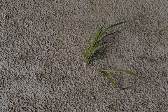 Green leaves of grass sapling on wet sandy soil close-up photo