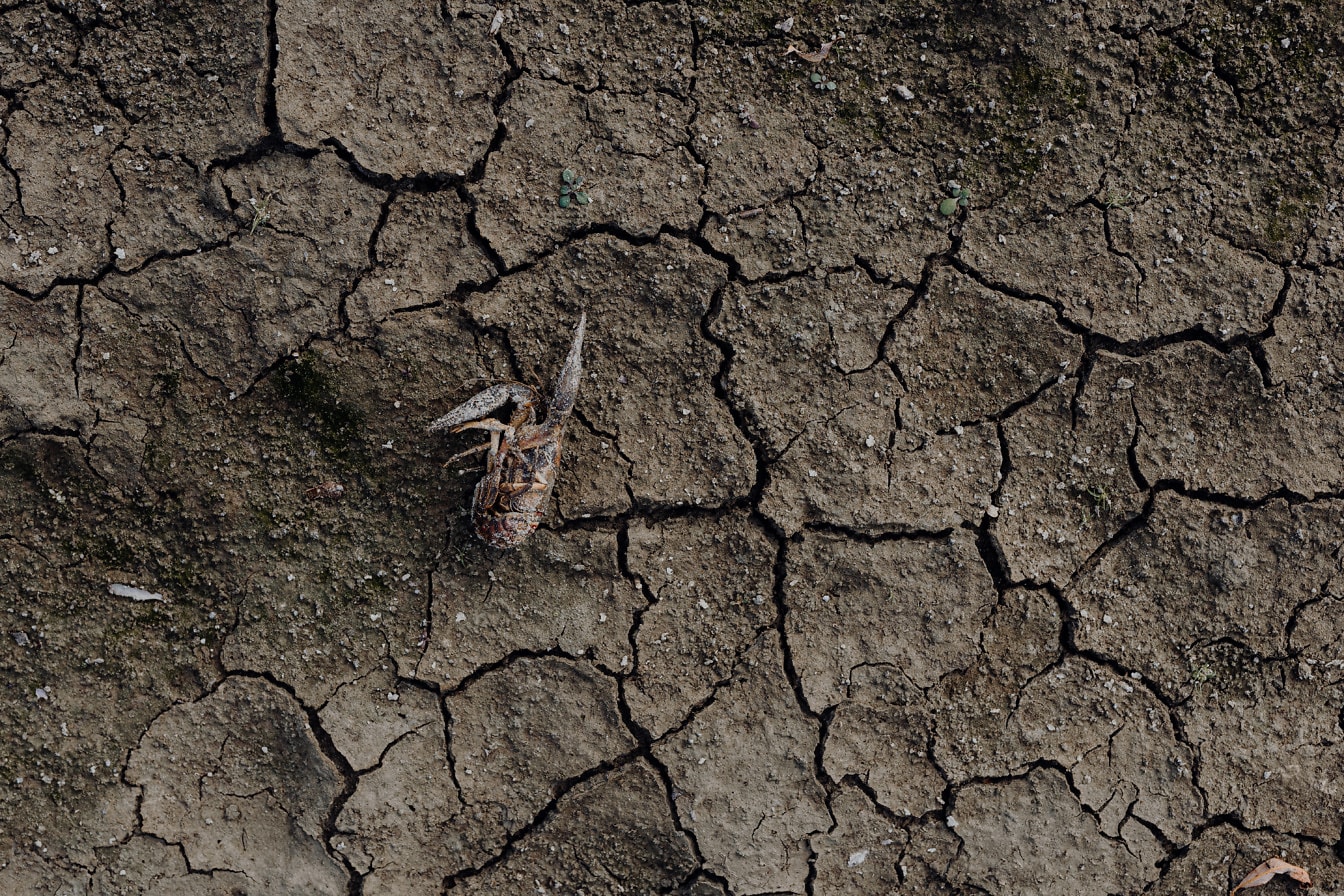 Dead freshwater crayfish on cracked dry land