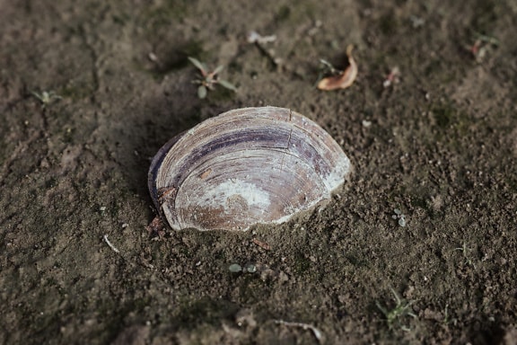 Torkad sötvattensmussla (Phylum Mollusca) på marken i naturlig miljö
