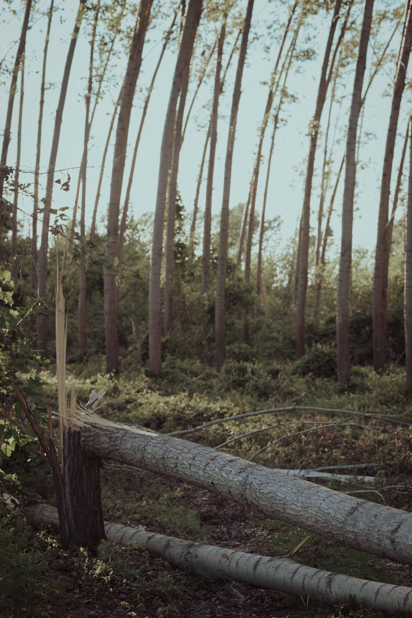 Σπασμένοι κορμοί λεύκας στο έδαφος στο δάσος