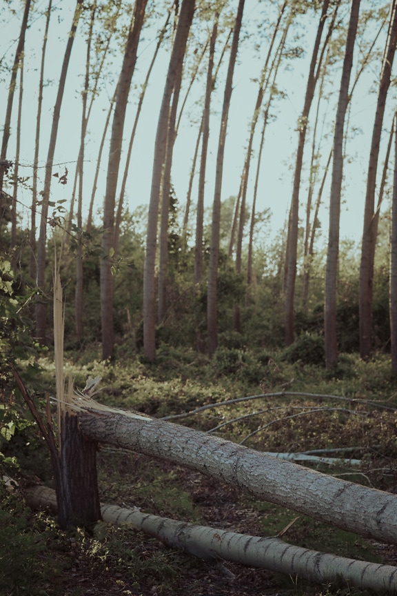 Katkenneita poppelipuunrunkoja maassa metsässä