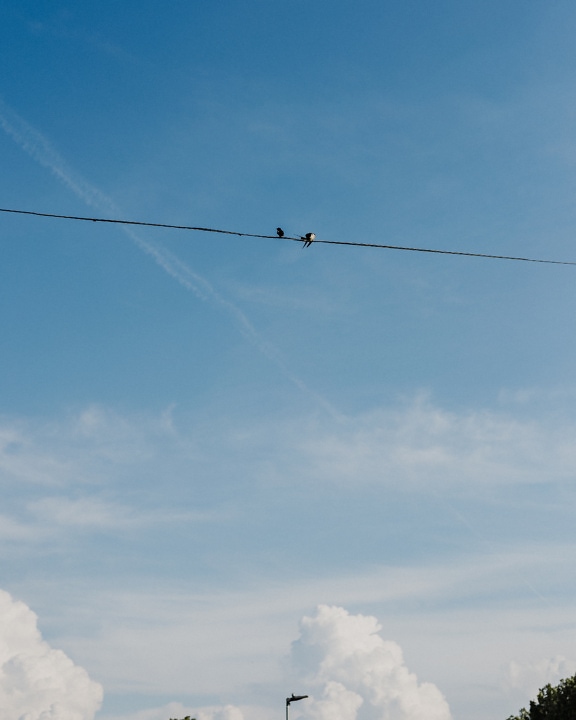 Dva vlaštovčí ptáci sedící na drátě s modrou oblohou jako pozadím