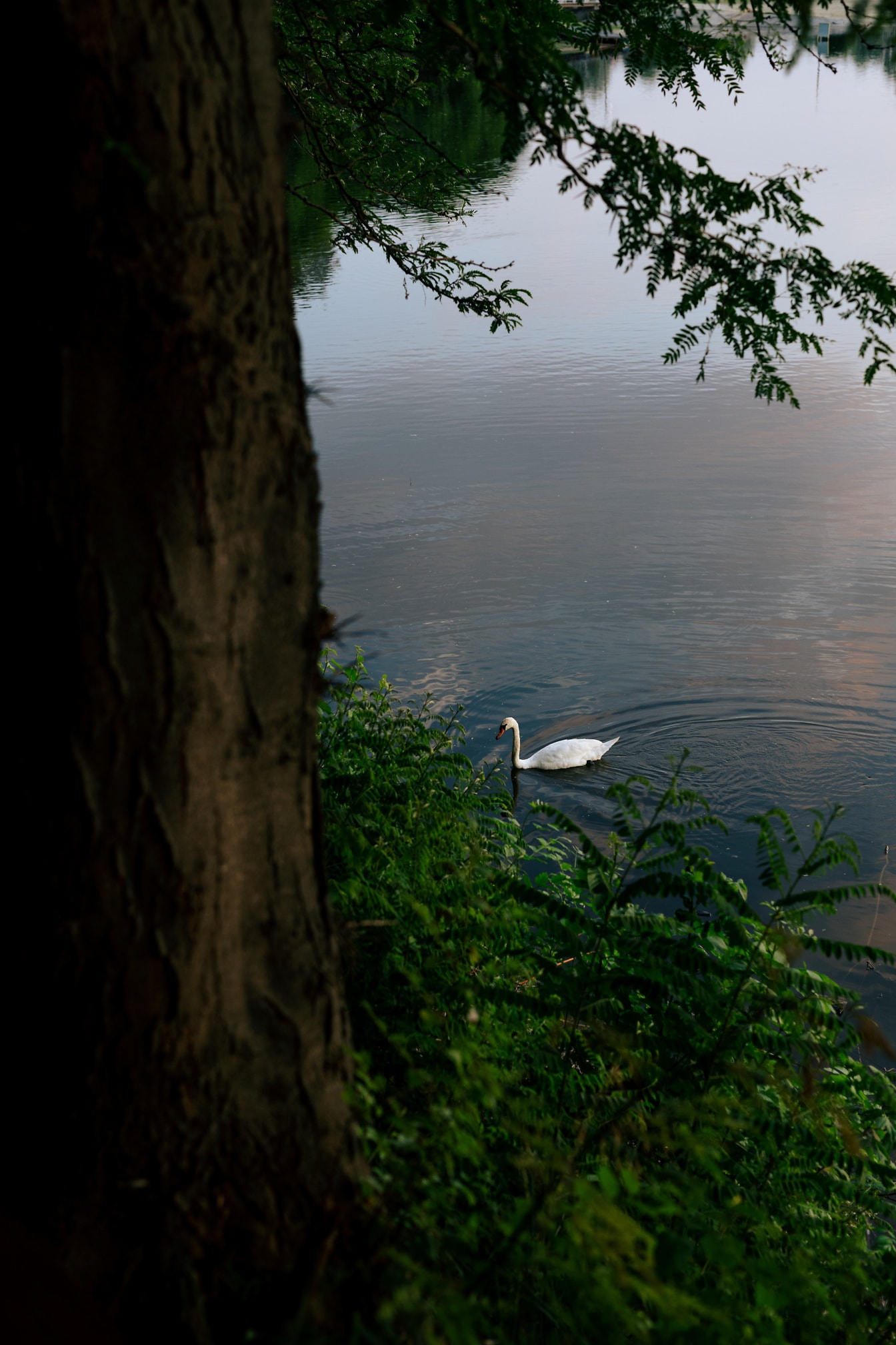 Giovane cigno muto da solo sulla riva del fiume in primavera