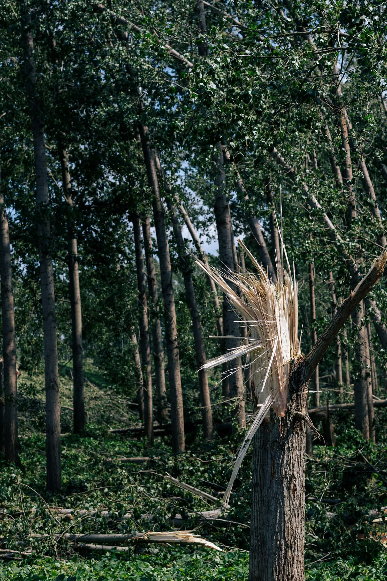 Egy törött fa az erdőben erős szél után