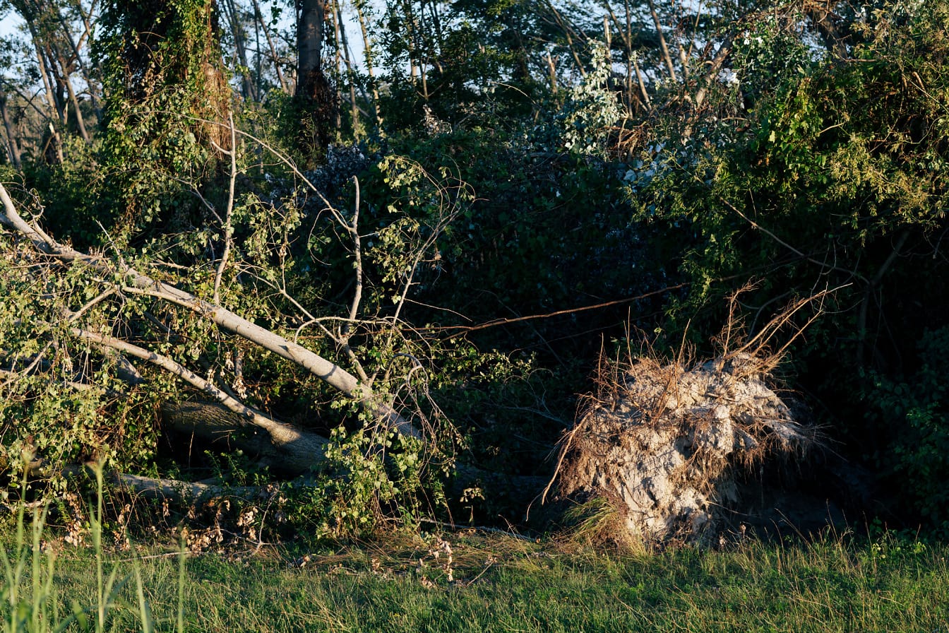Tronco de árbol arrancado de raíz en el bosque después de un fuerte viento