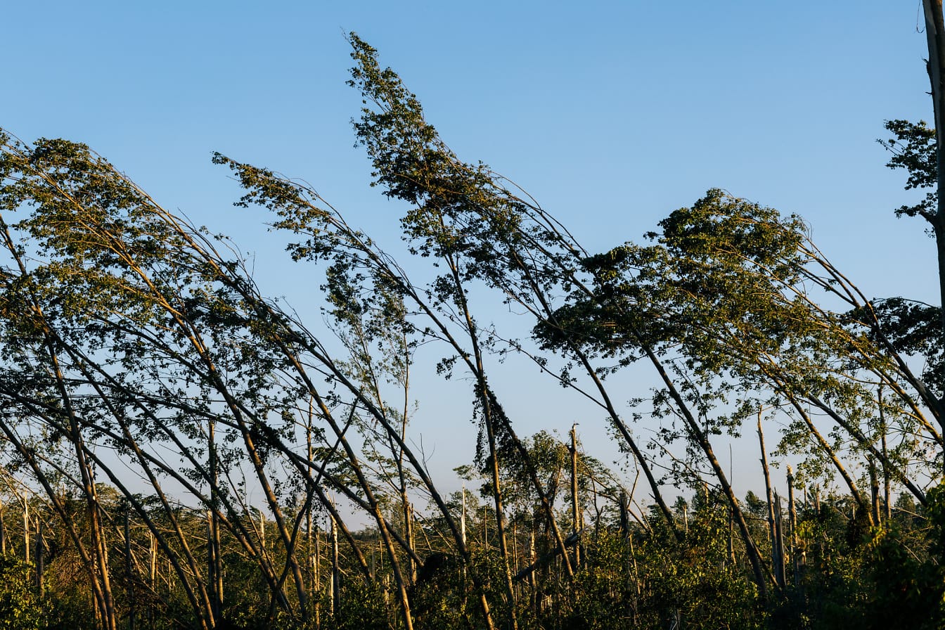 Topoľový les zdevastovaný po silnom vetre hurikánu