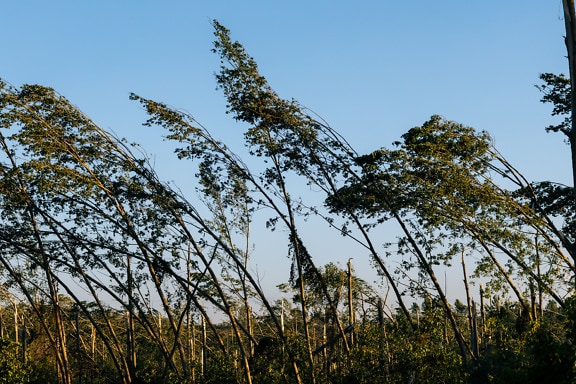 Topolový les zdevastovaný silným hurikánovým větrem