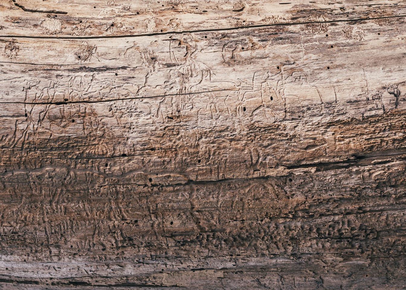 Текстура светло-коричневой древесины без коры со следами древесных червей