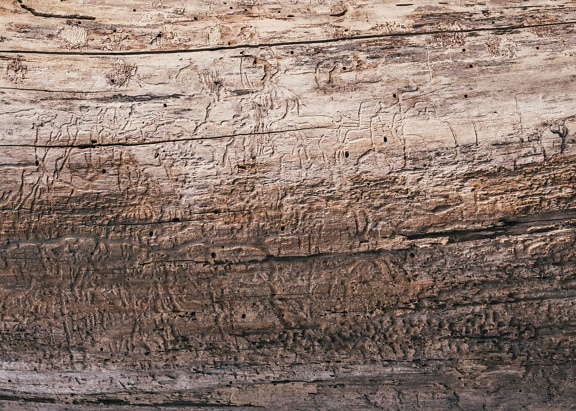 Textur von hellbraunem Holz ohne Rinde mit Holzwurmspuren
