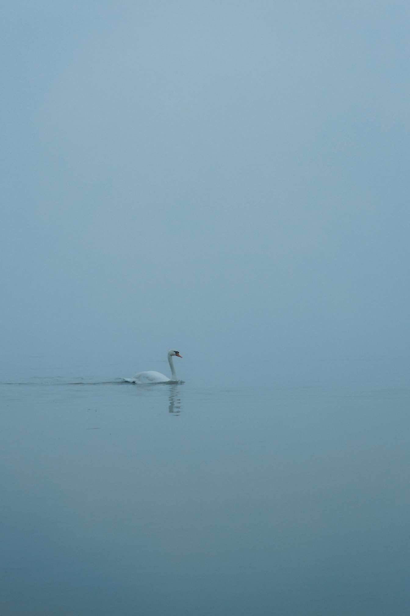 Labuť (Cygnus olor) plavání ve vodě za mlhavého dne