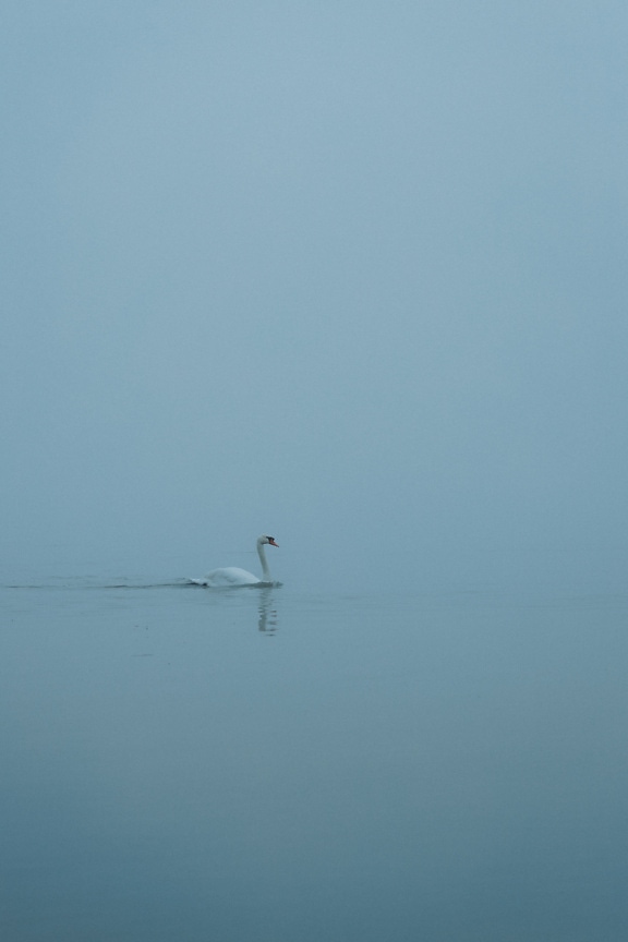 Swan (Cygnus olor) swimming in the water on foggy day