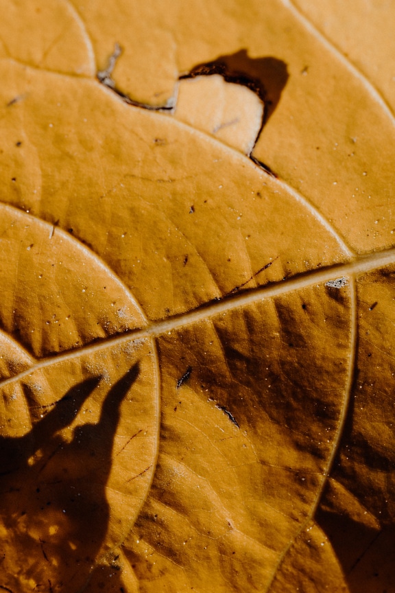 Bright yellowish brown dry leaf with hole close-up