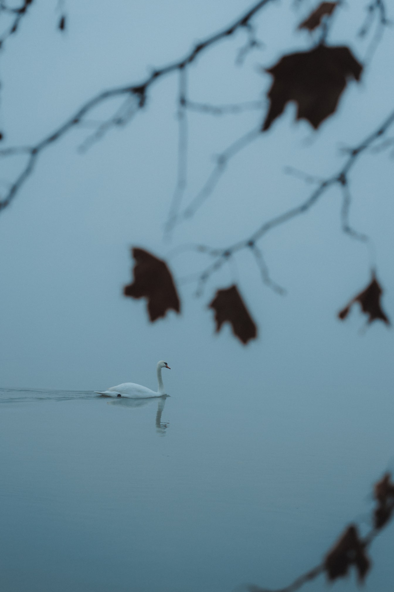 秋の日に一人で水の中を泳ぐ白鳥