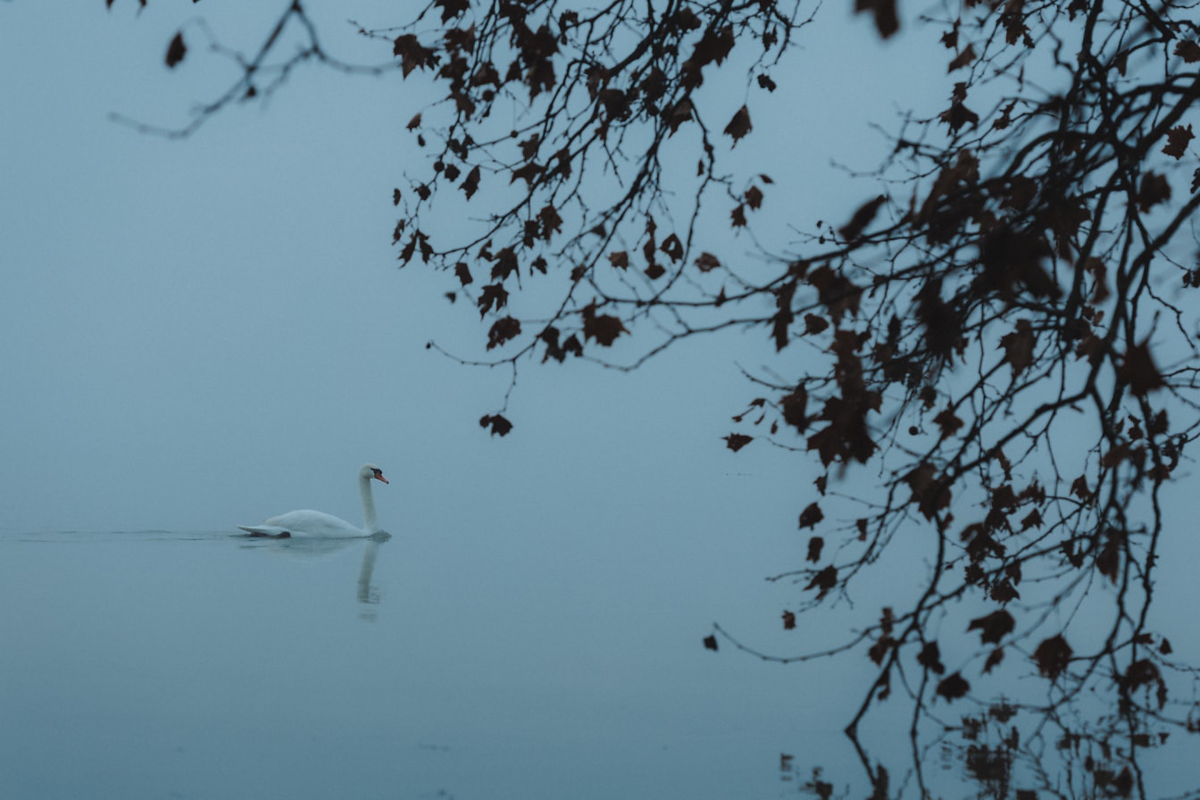 Witte zwaan (Cygnus olor) zwemmen in water bij mistige de herfstdag